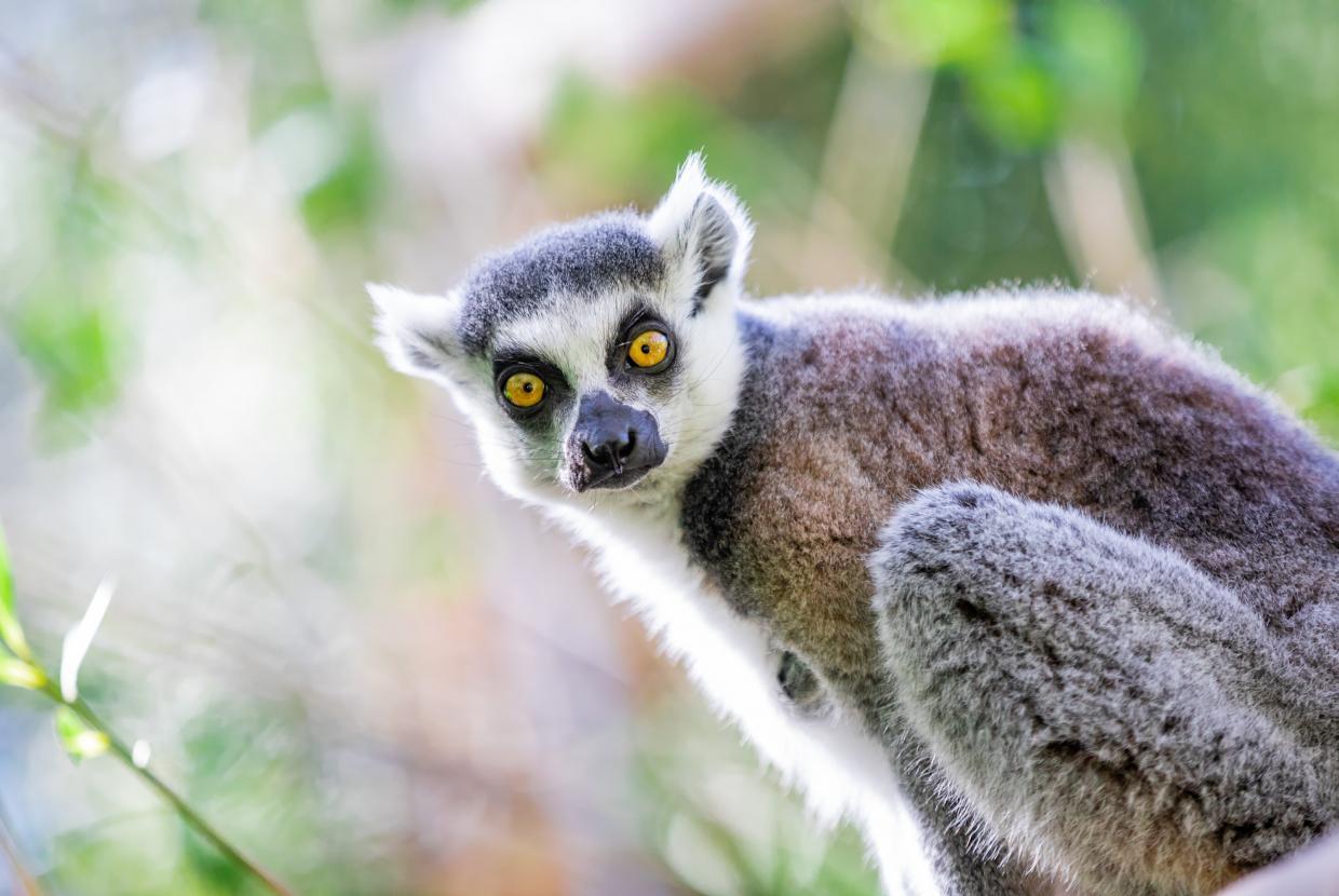 Amiens metropole zoo 147